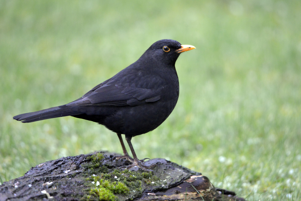 Merle photo et image | animaux, animaux sauvages, oiseaux Images