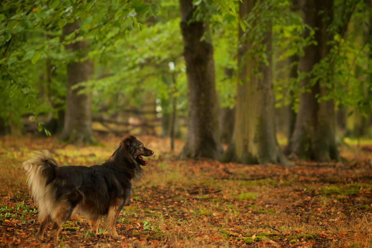 Merle allein im Wald