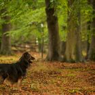 Merle allein im Wald