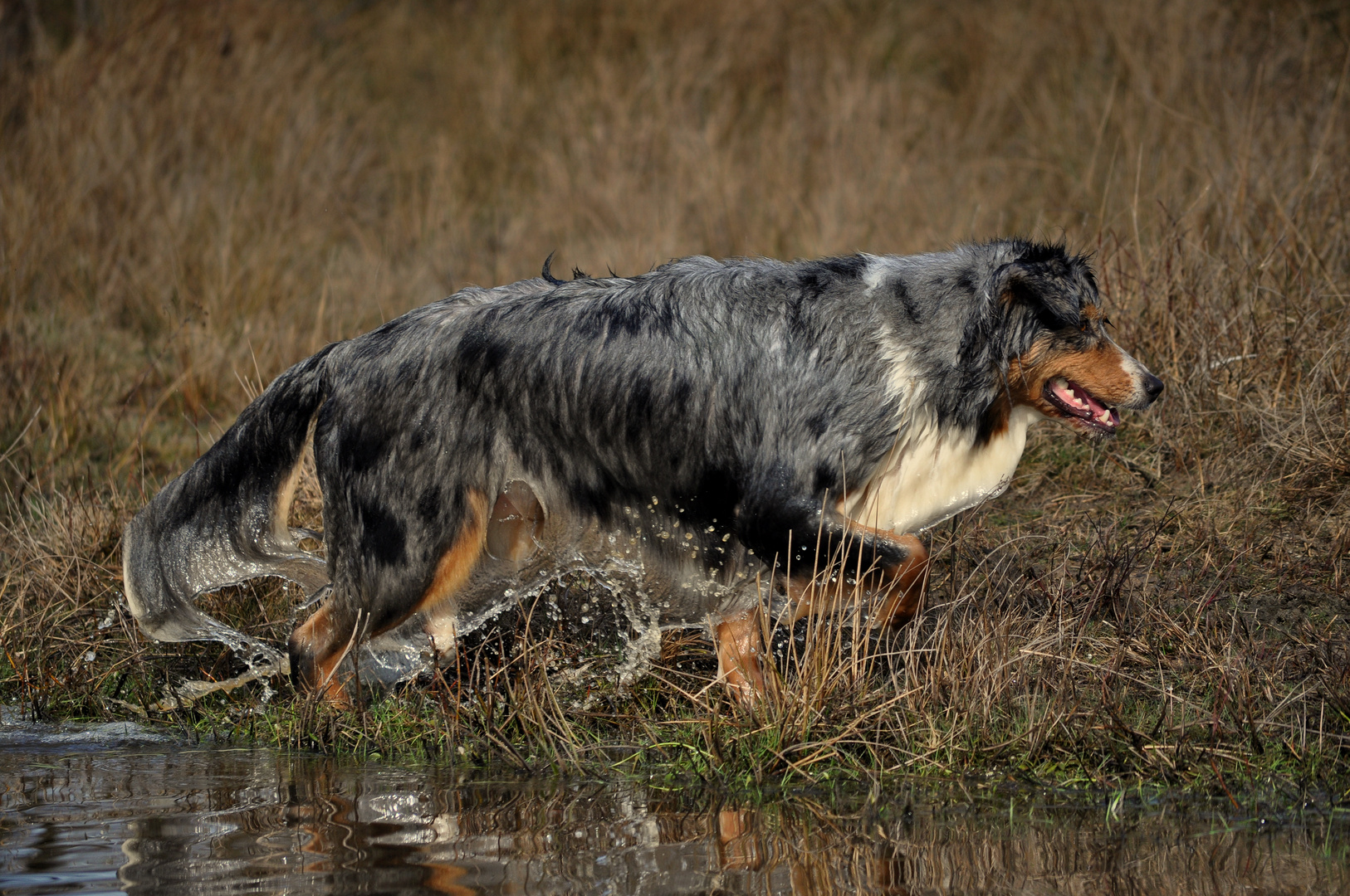 Merle Aussie