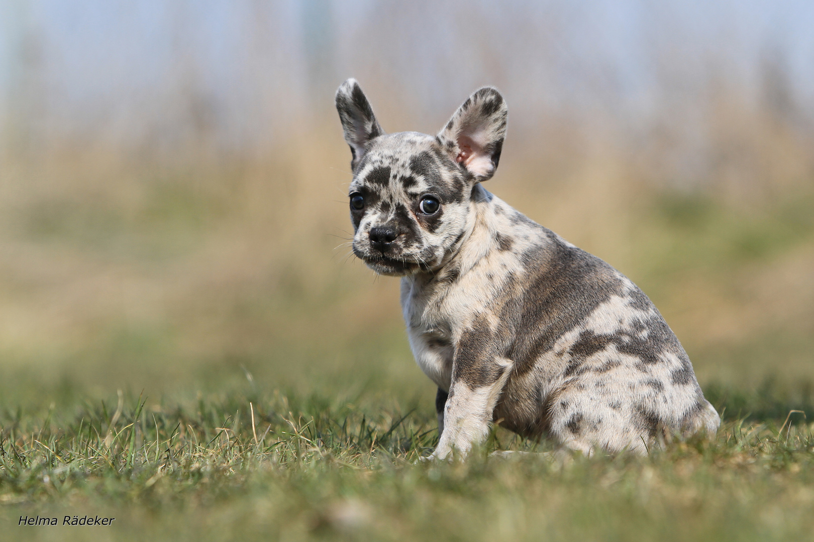 Merle Französische Bulldogge "Miss Moneypenny"