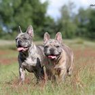 merle french bulldogs