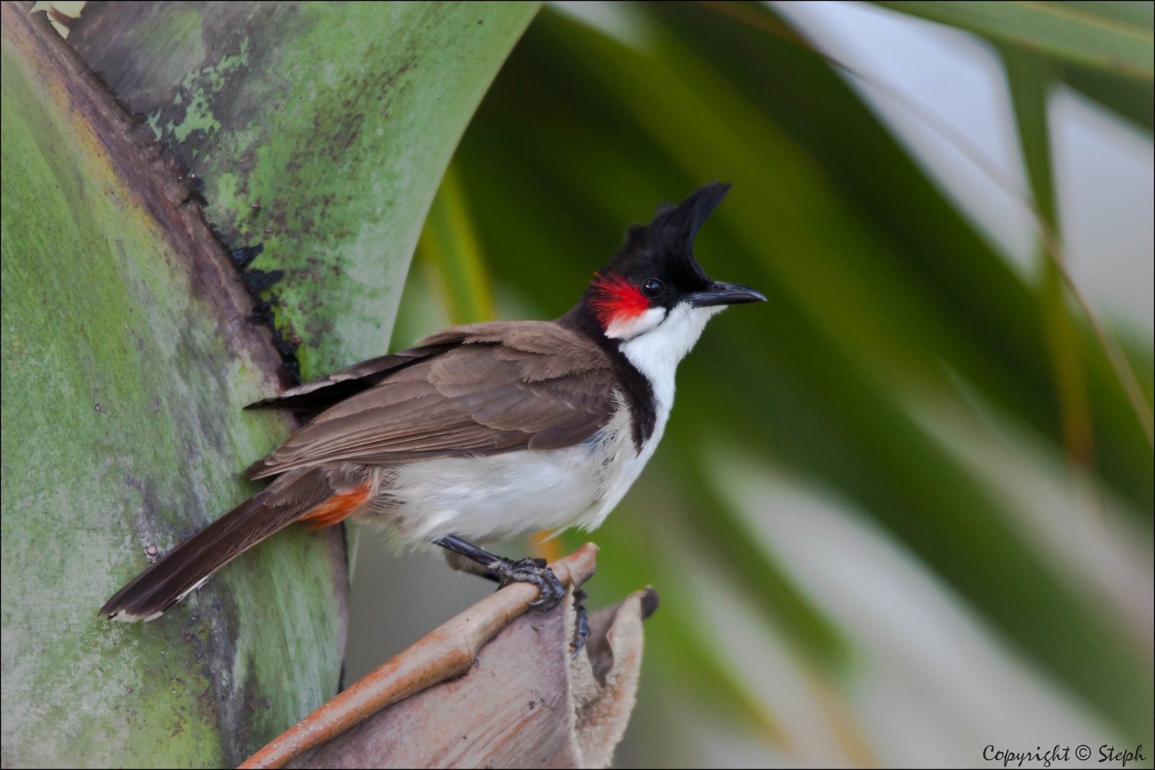 Merle Mauricien 3