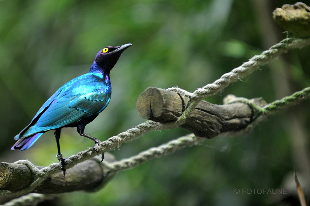 Merle Métalique 2 ( Zoo de La Flêche )