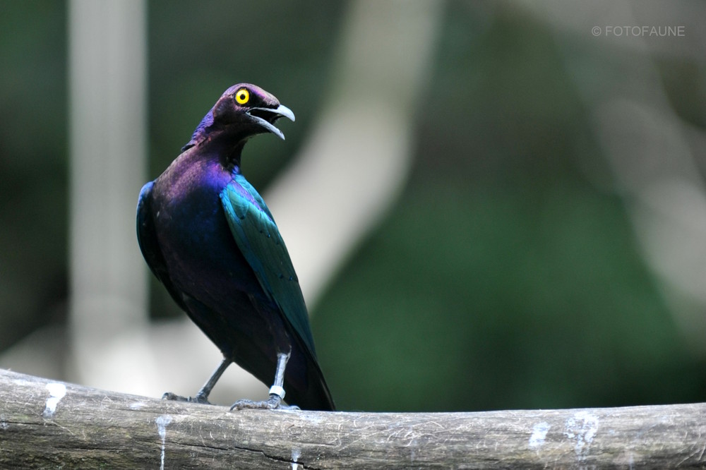 Merle métalique 3 ( Zoo de La Flêche )