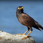 Merle Moluc  ou martin triste -- Acridotheres tristis  -- Hirtenmaina oder Hirtenstar