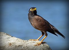 Merle Moluc  ou martin triste -- Acridotheres tristis  -- Hirtenmaina oder Hirtenstar