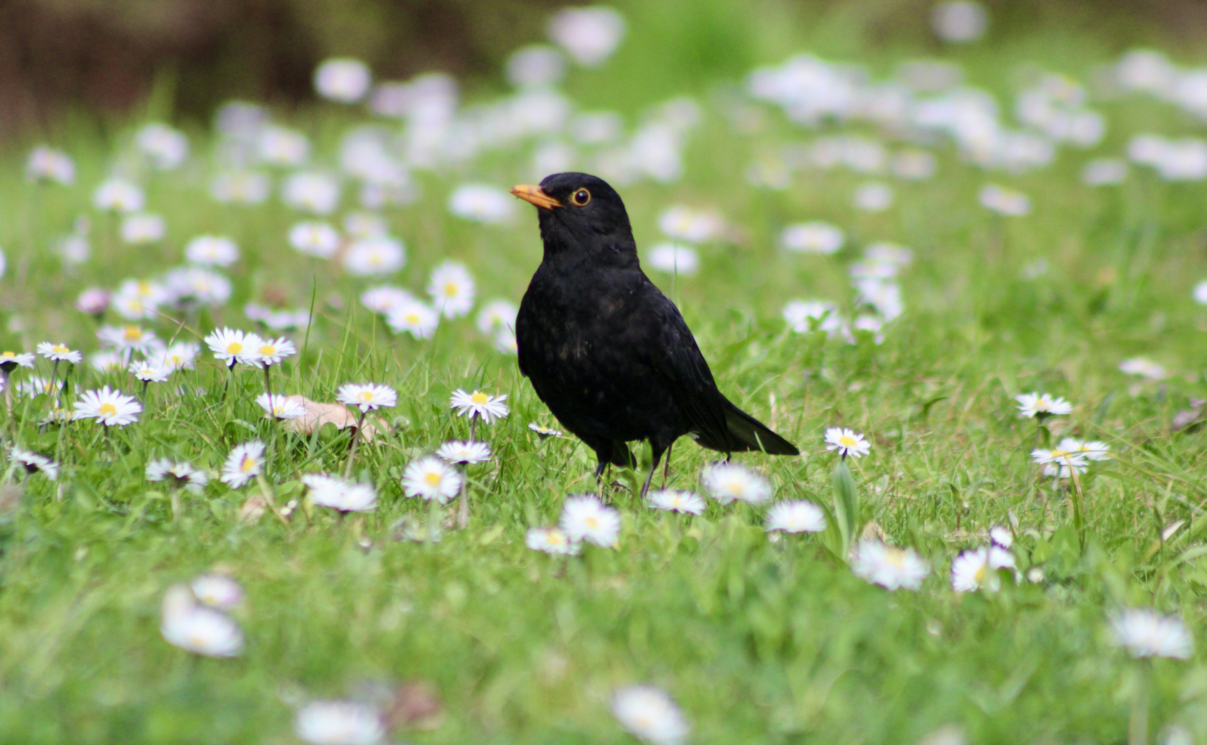 ...Merle noir sur pâquerette !!!...