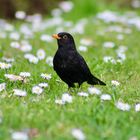 ...Merle noir sur pâquerette !!!...