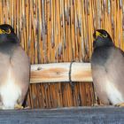 Merles Moluc (ou Martin tristes) sous une paillote en bord de mer 