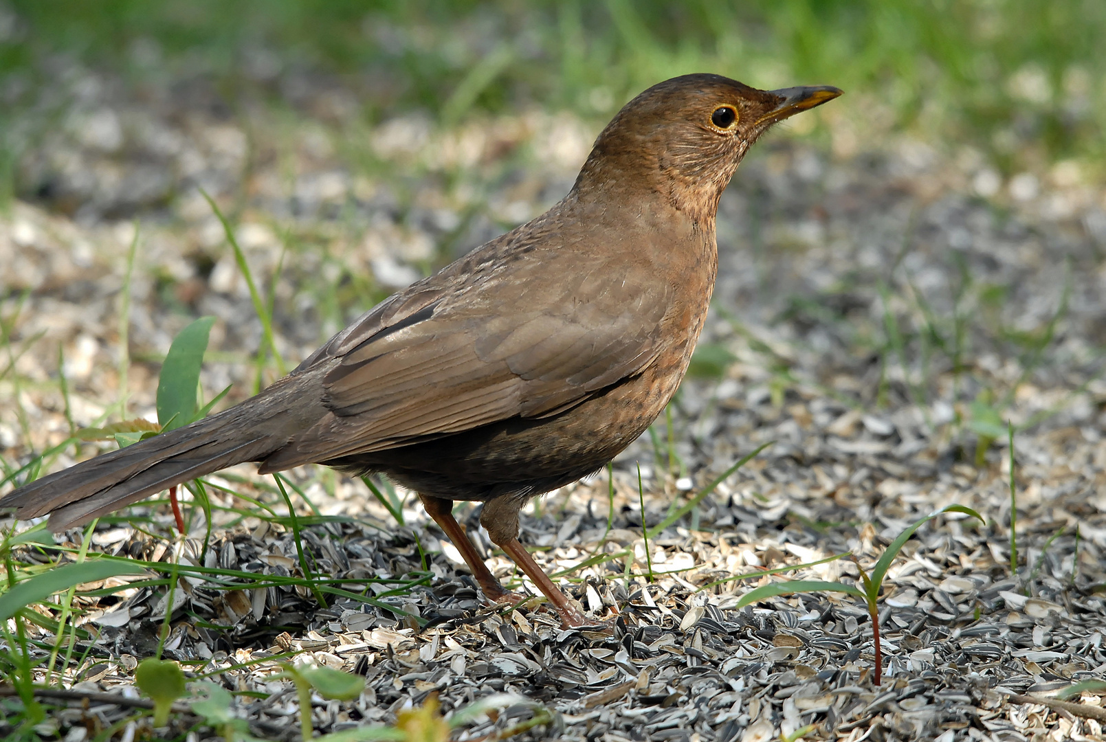 Merlette (1) photo et image | animaux, animaux sauvages, oiseaux Images ...