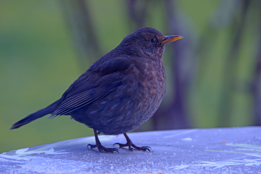 Merlette photo et image | oiseaux, 26-01-2017, nature Images fotocommunity