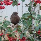 Merlette qui savoure les boules rouges avant la neige