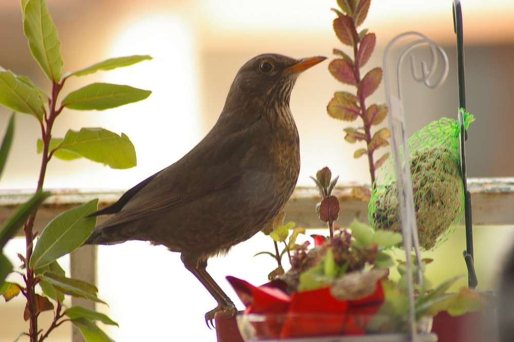 Merlette sur le balcon