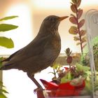 Merlette sur le balcon