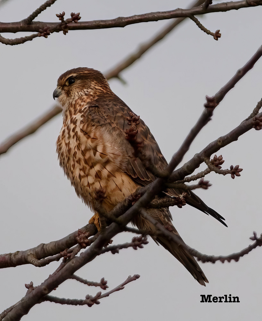 Merlin 