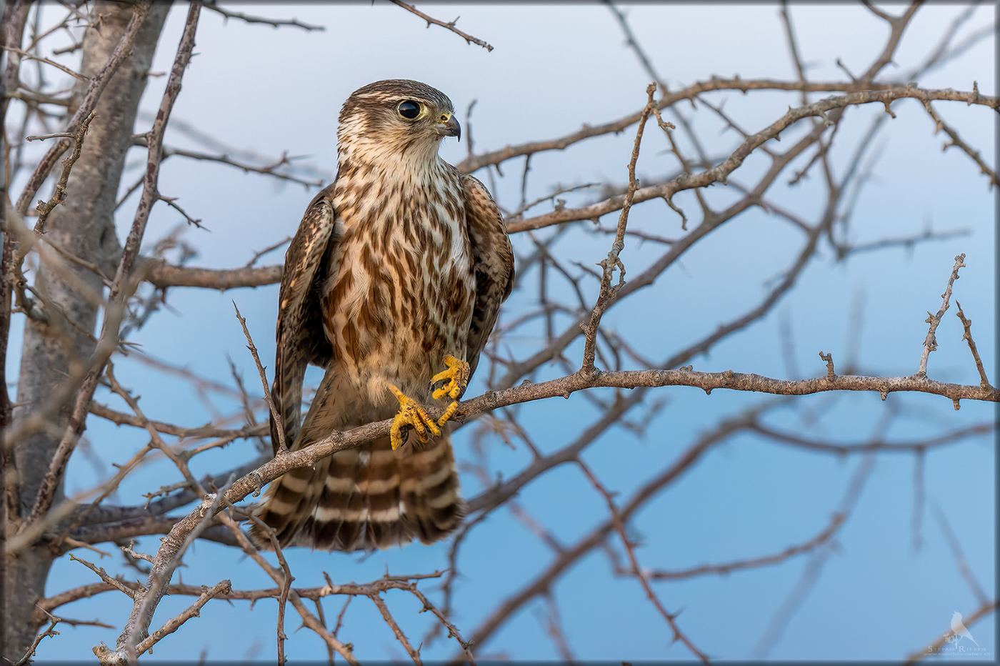 Merlin