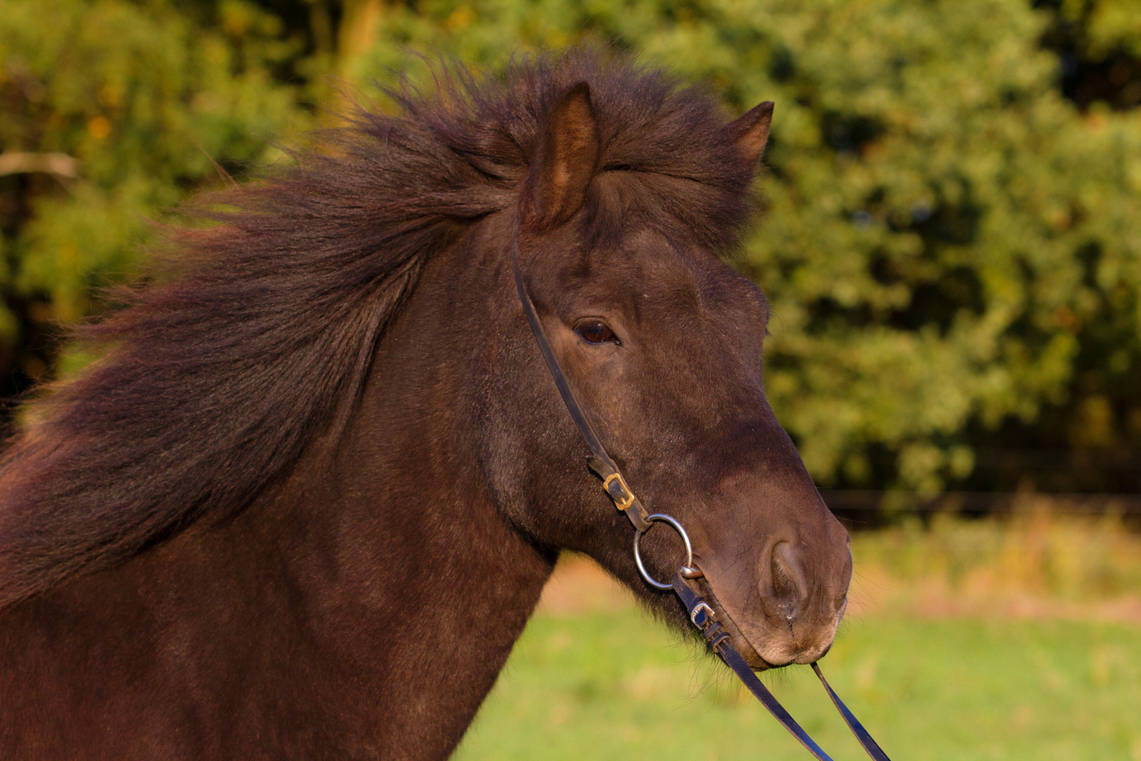 Merlin