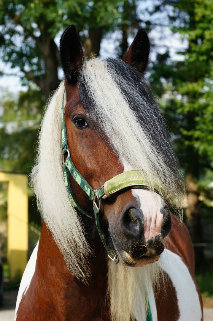 Merlin