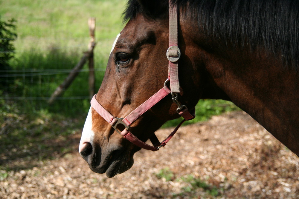 Merlin