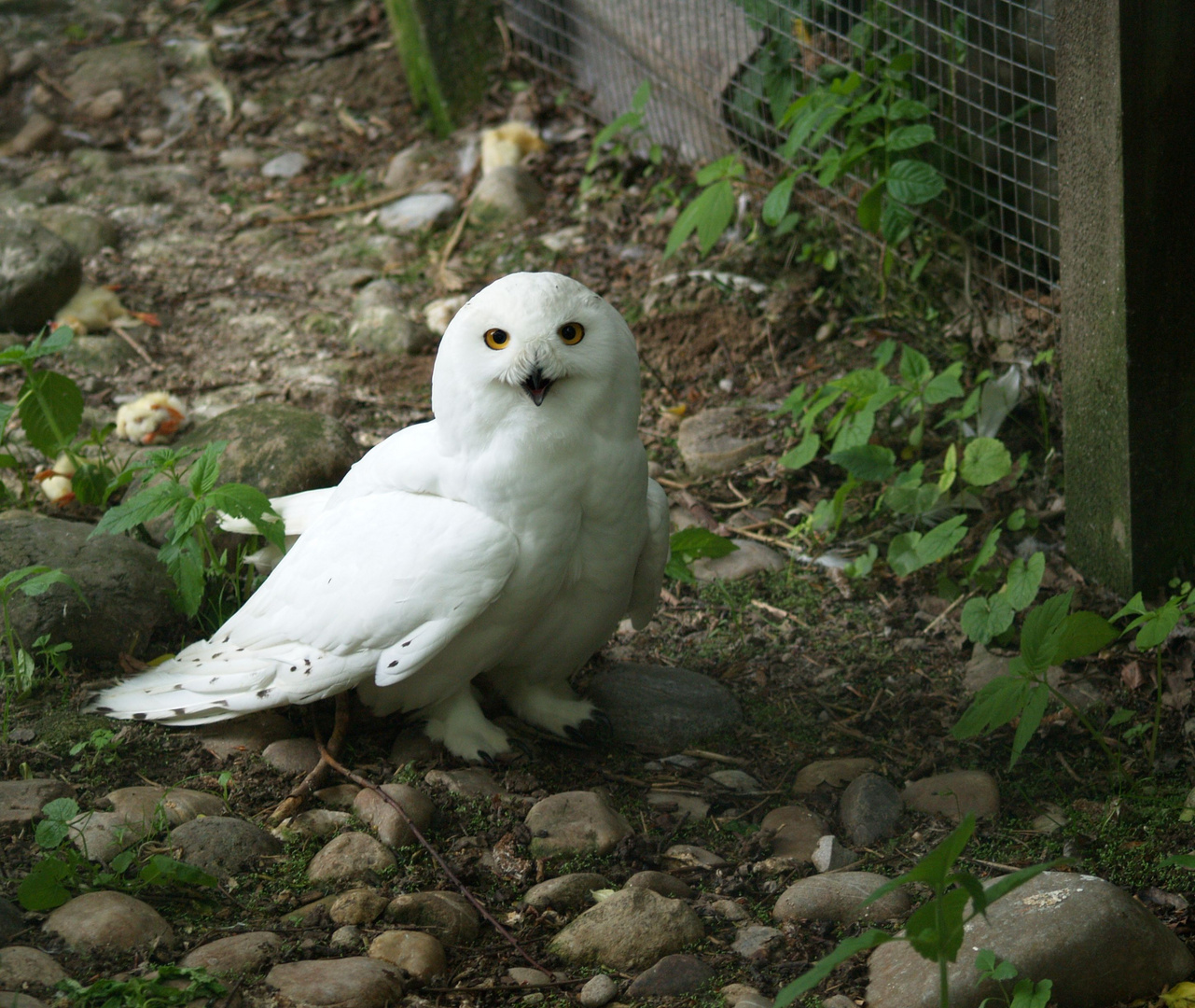 Merlin