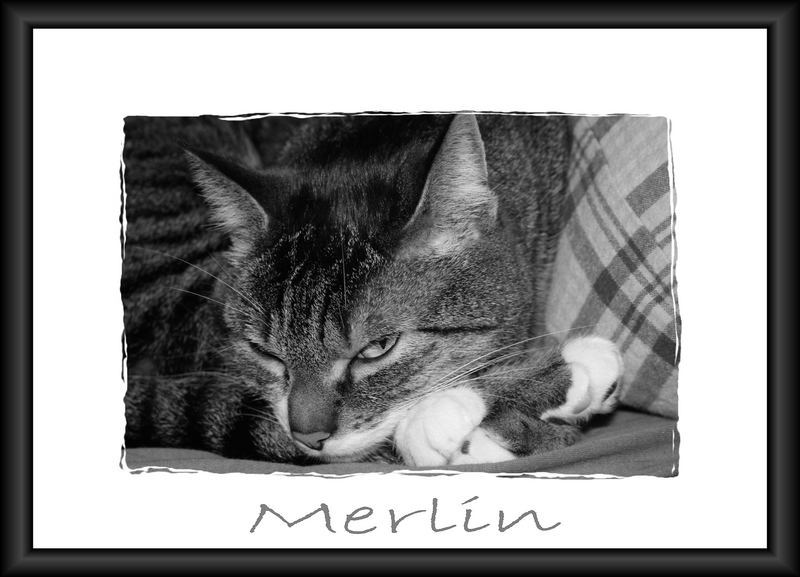 Merlin !