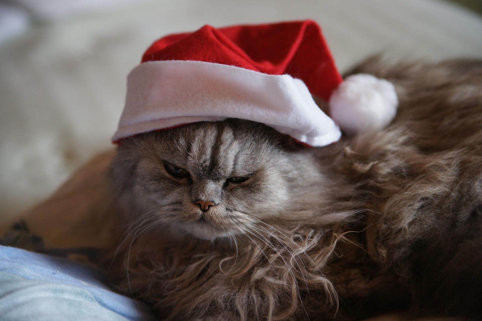 Merlin als Weihnachtsmann