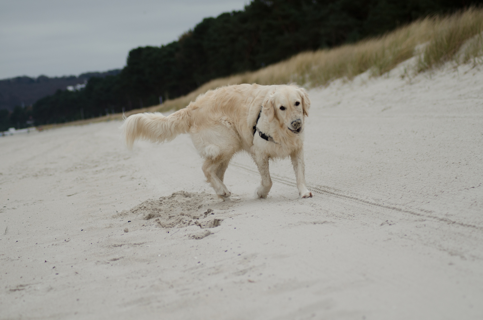 Merlin am Strand von Rügen