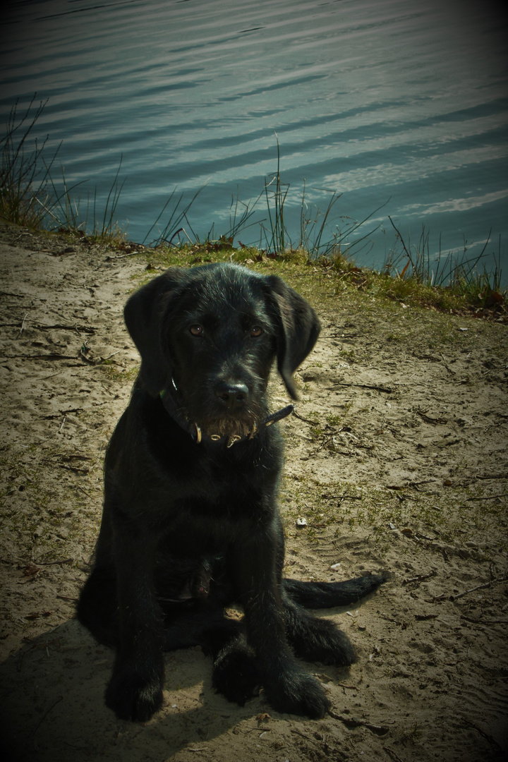 Merlin am Wasser