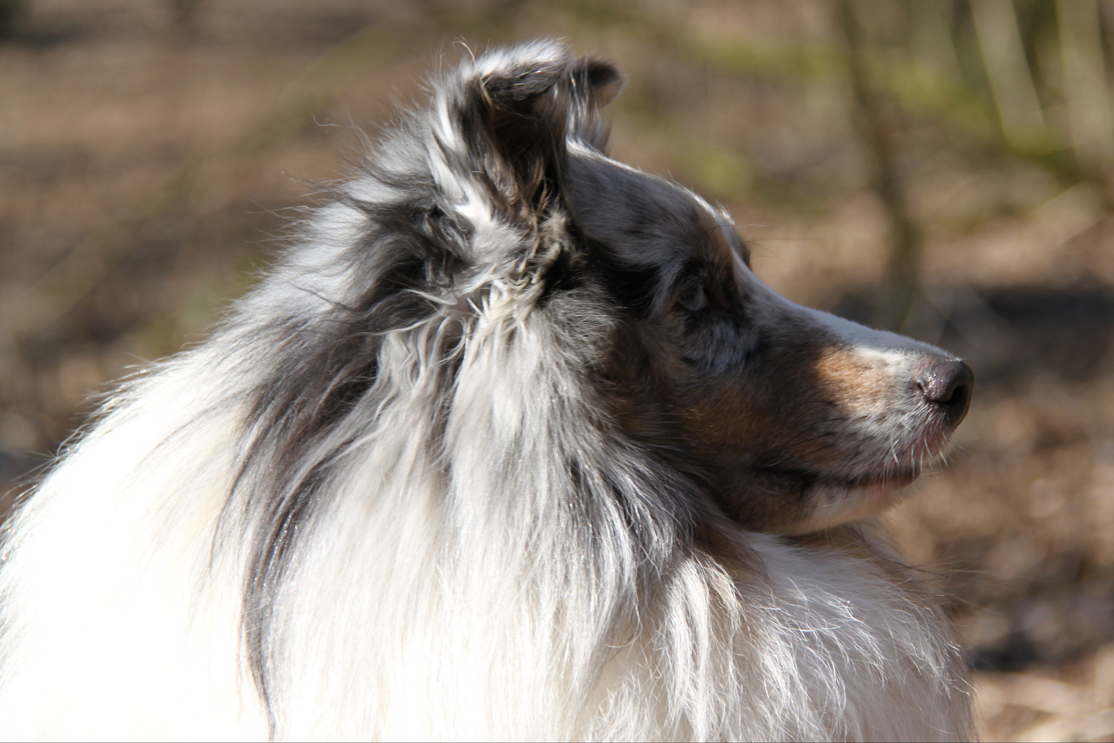 Merlin an der Alm 2.4.2013