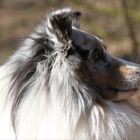 Merlin an der Alm 2.4.2013