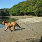 Merlin an der Glörtalsperre