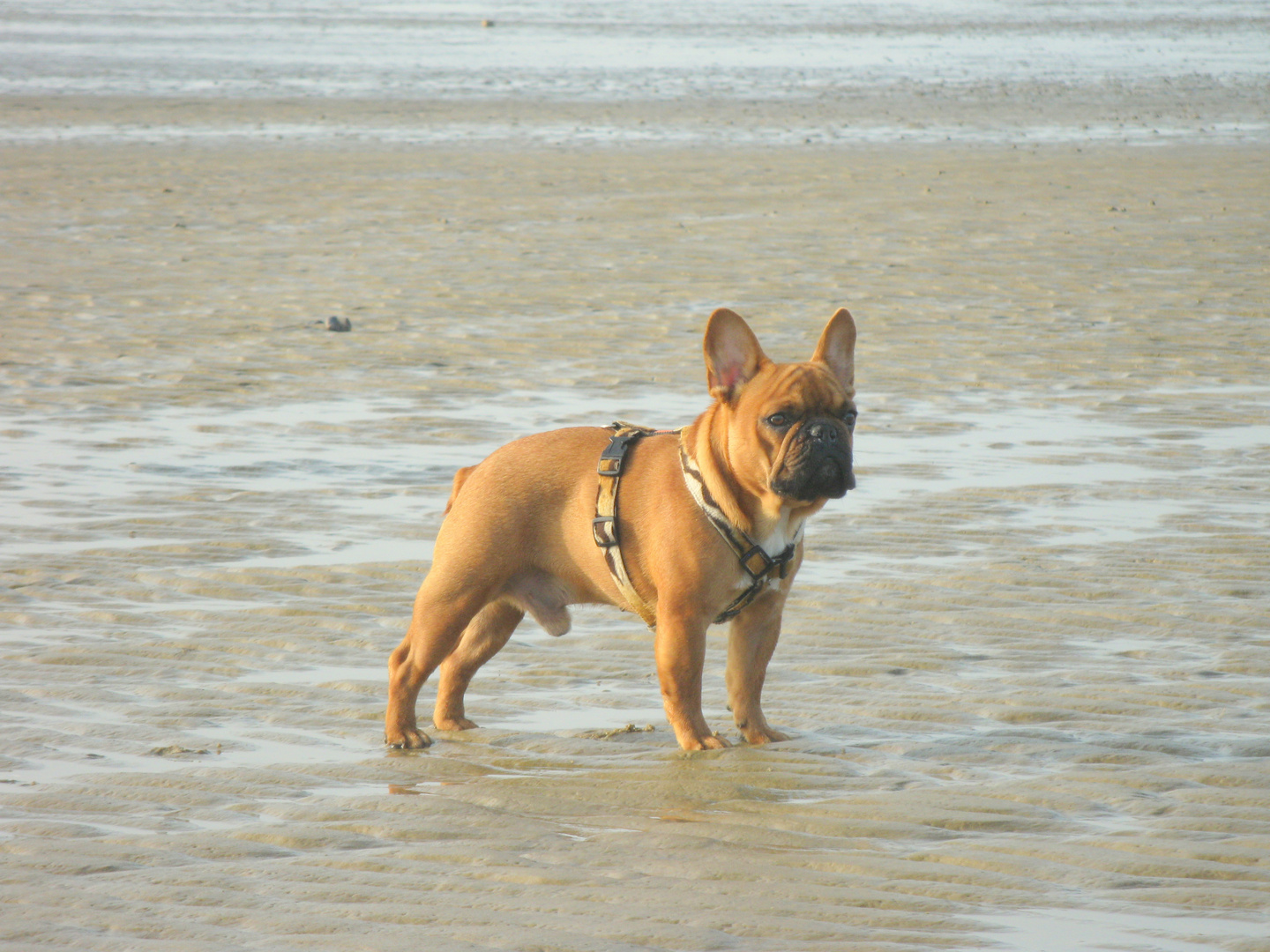 Merlin an der Nordsee im Watt