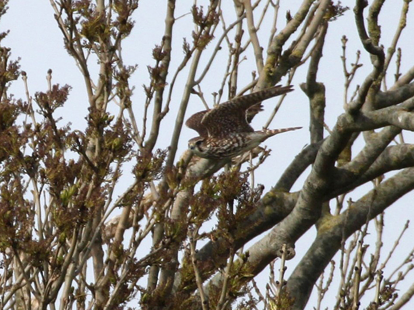 Merlin, April 2010