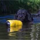 Merlin, auch er hatte Spaß im Wasser