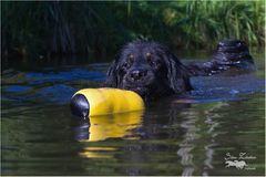 Merlin, auch er hatte Spaß im Wasser