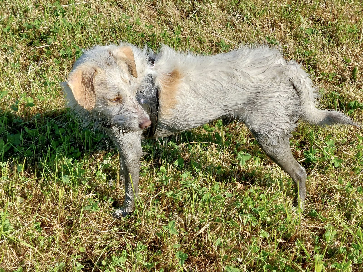 Merlin auf dem Spaziergang