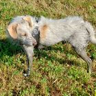 Merlin auf dem Spaziergang