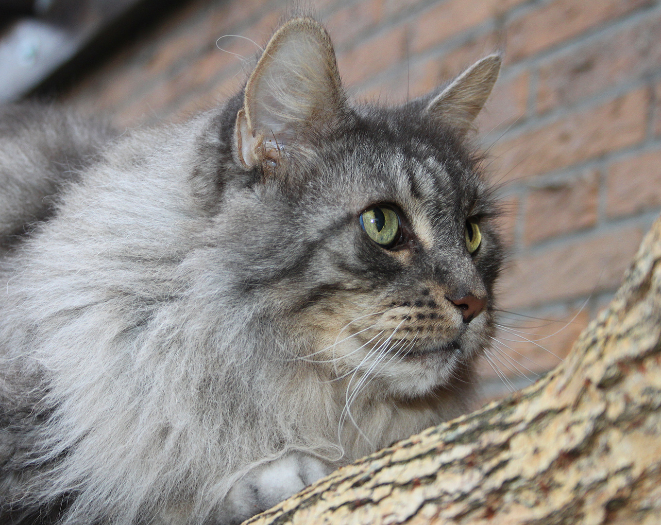 Merlin auf der Pirsch :-)))