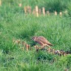 Merlin auf ungewöhnlichem Abendessen