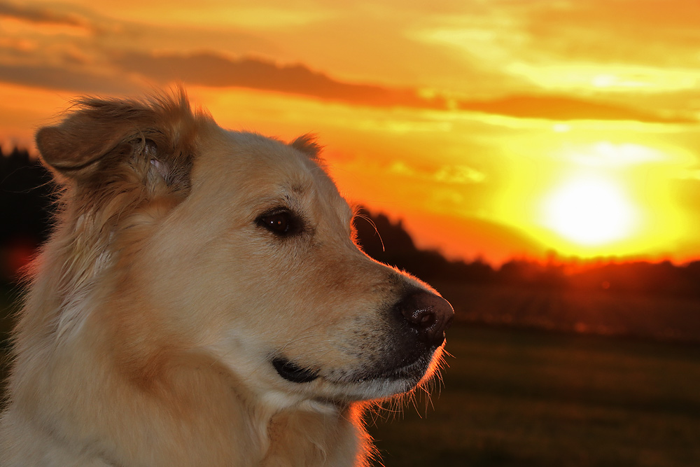 Merlin bei Sonnenuntergang