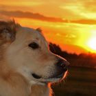 Merlin bei Sonnenuntergang