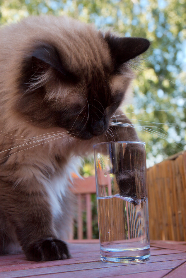 Merlin beim Trinken ertappt