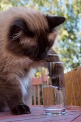 Merlin beim Trinken ertappt