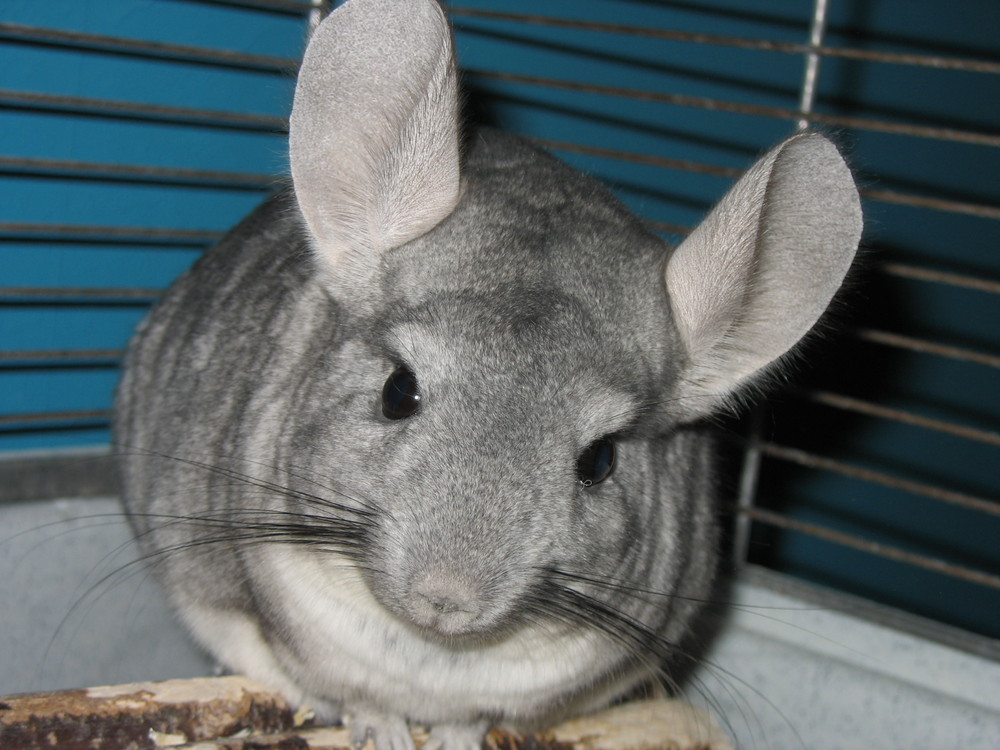 Merlin der Chinchilla