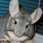 Merlin der Chinchilla