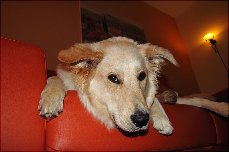 Merlin, der Couchbesetzer