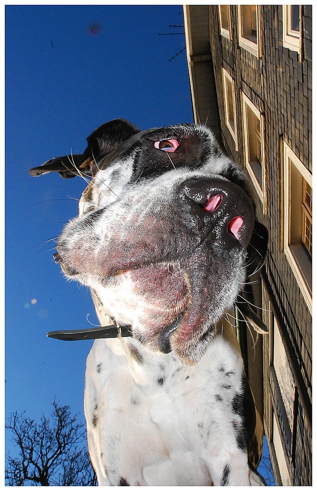 Merlin - Doch nur eine Deutsche Dogge