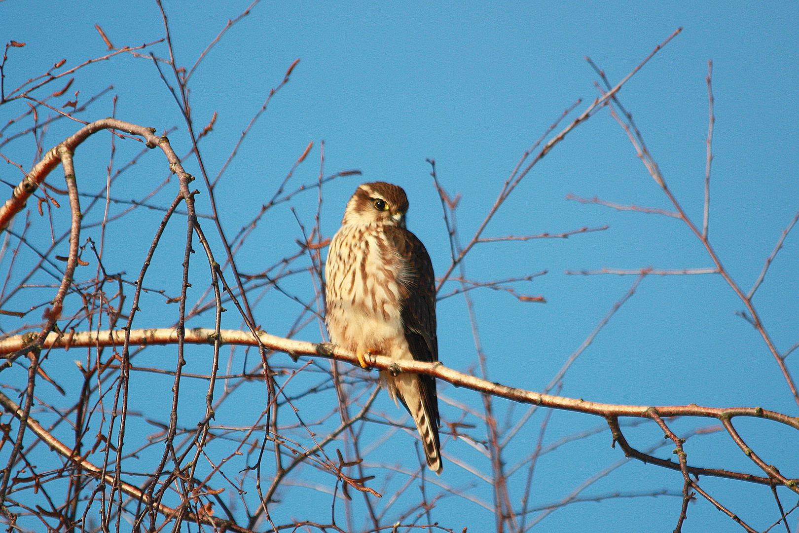 Merlin