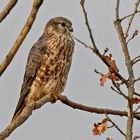              Merlin   ---   Falco columbarius